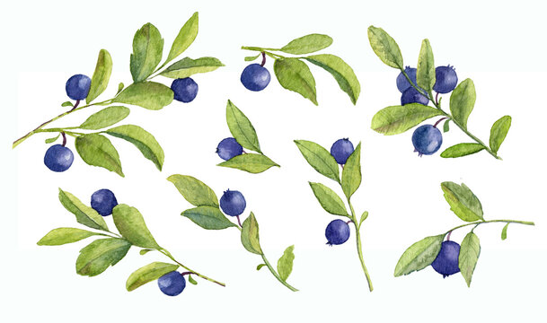 Hand drawn Watercolor Blue Berry. Set of Blueberry. Illustration of forest wild plants. Isolated objects on white background for clip art