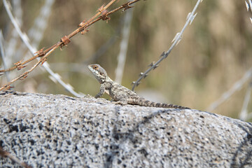 lizard on a tree