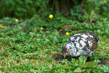 young chicks foraging for food