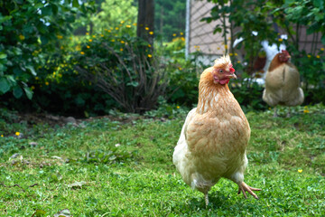 chickens walking in the middle of the grass
