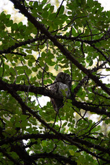 bird on a tree