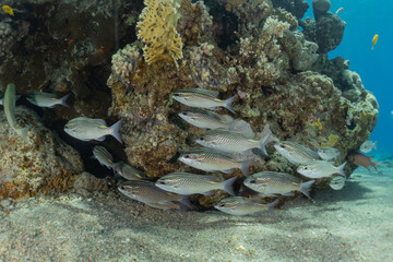Fish swim in the Red Sea, colorful fish, Eilat Israel
