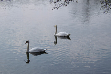 swan and swans