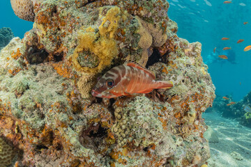 Naklejka na ściany i meble Fish swim in the Red Sea, colorful fish, Eilat Israel 