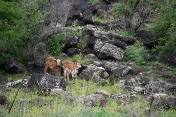 sheep in the mountains