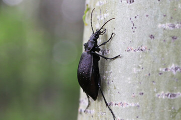 A Purple Rimmed Carabus beetle crawls on a tree trunk