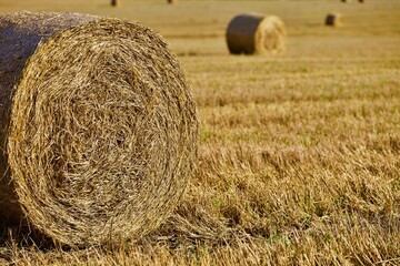 Bright yellow Haystacks on agricultural field in sunny day close-up. Hay rolls in the countryside. Haymaking and straw picking on a farm field. Harvest season in countryside. Agricultural industry.