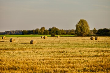 Fototapeta premium Bright yellow Haystacks on agricultural field in sunny day close-up. Hay rolls in the countryside. Haymaking and straw picking on a farm field. Harvest season in countryside. Agricultural industry.