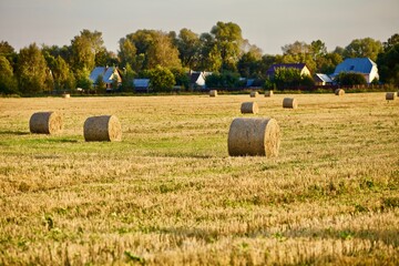 Beautiful traditional village view and bright yellow and golden Haystacks on agricultural field in sunny autumn evening. Haystacks on the field in the countryside. Harvest season in countryside.