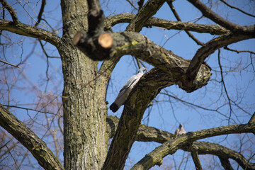 pigeon on a tree branch in the park