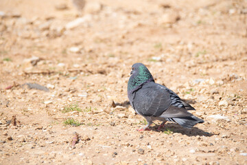 bird on the ground