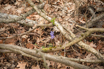 
purple single flower growing near an old tree