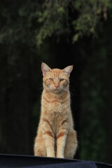 Yellow Cat shot closeup out in the country north of Sterling Kansas USA that's bright and colorful.