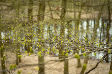 
a spatial close-up of the flowers growing on the branches