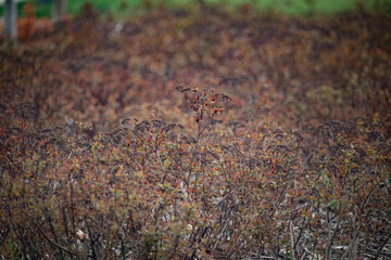 background with brown small flowers