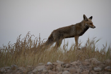 Fototapeta premium black backed jackal