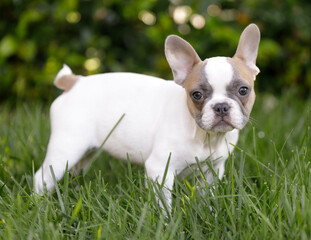 8-Weeks-Old tan pied Frenchie puppy female standing on grass and looking at camera. Off-leash dog park in Northern California.