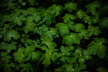 
drops of water on green leaves in dim light