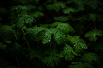 
drops of water on green leaves in dim light