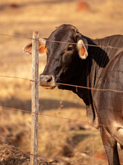 cow in a farm