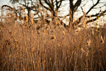 Fototapeta premium tall grass in a meadow with grain