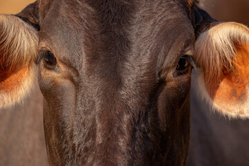 cow in a farm