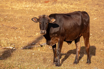 cow in a farm