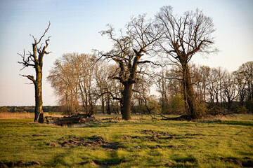 Obraz premium view of old oaks on the meadow