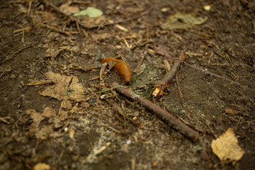 
brown snail without a shell