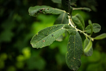 
damaged green leaves by insects