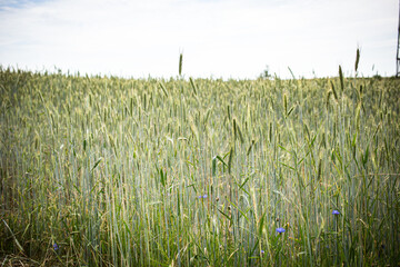 
view of the corn growing in the meadow