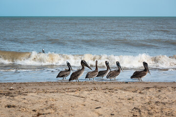 Brown Pelicans (Pelecanus occidentalis) are Walking near to the Seashore in the Sunset in Riohacha, La Guajira, Colombia