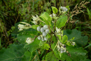 
aphids attacking a plant with nets with nests