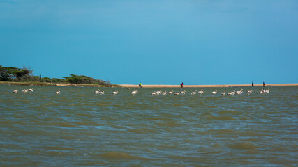 A Group of Gray Flamingos Walk Through the Sea Against a Blue Sky while some Fishermen are Gathering their Nets in the Nature Reserve in Camarones, Riohacha, La Guajira, Colombia