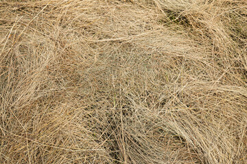 dry hay on a summer meadow