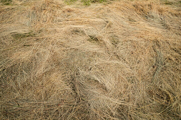 dry hay on a summer meadow