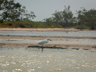 The Great Egret (Ardea alba), also known as the Common Egret, Large Egret, or Great White Heron, is Walking in the Water in Camarones, Riohacha, La Guajira, Colombia