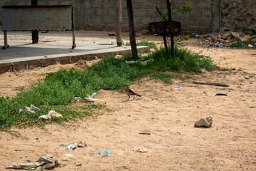 The Carib Grackle (Quiscalus lugubris) Foraging on the Ground with Plastic Garbage near the Camarones Natural Reserve, Riohacha, La Guajira, Colombia