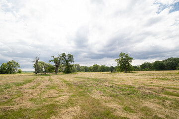 view of a meadow with grass and old oaks