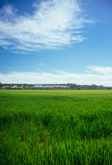 Rice field in the area Alcácer do Sal - Portugal