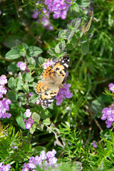 butterfly on flower