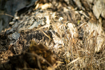 close-up on the dried bark of a tree in a park