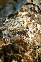 close-up on the dried bark of a tree in a park