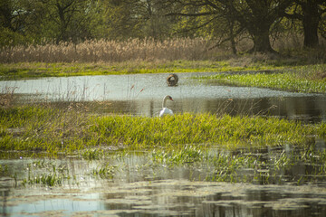 a swan swimming in a pond in a park