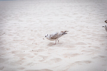 spitting seagull for food on the beach