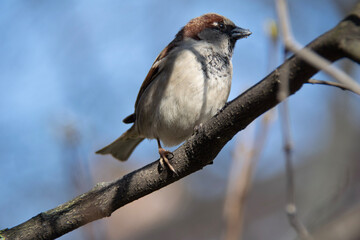 sparrow on a branch