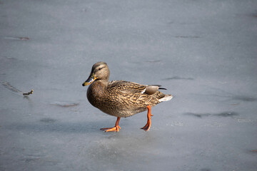 duck on the snow