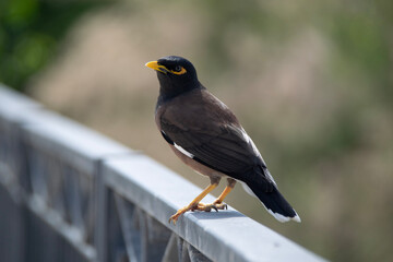 blackbird on a fence