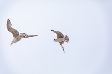 flying seagull against the blue sky