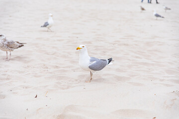 standing white seagull with a yellow beak